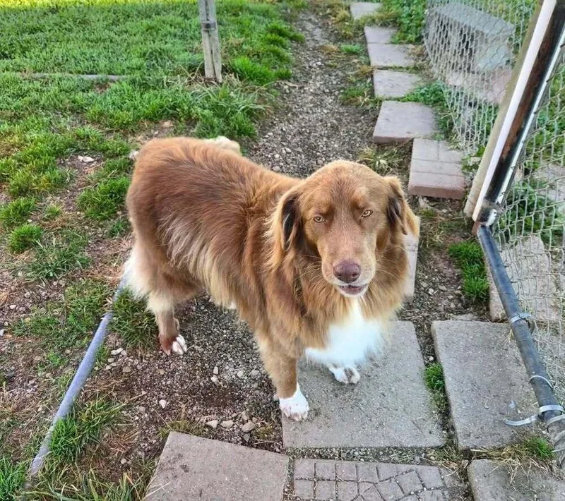An adult large-sized female Australian Shepherd dog named Annie O for adoption in Aurora, IN