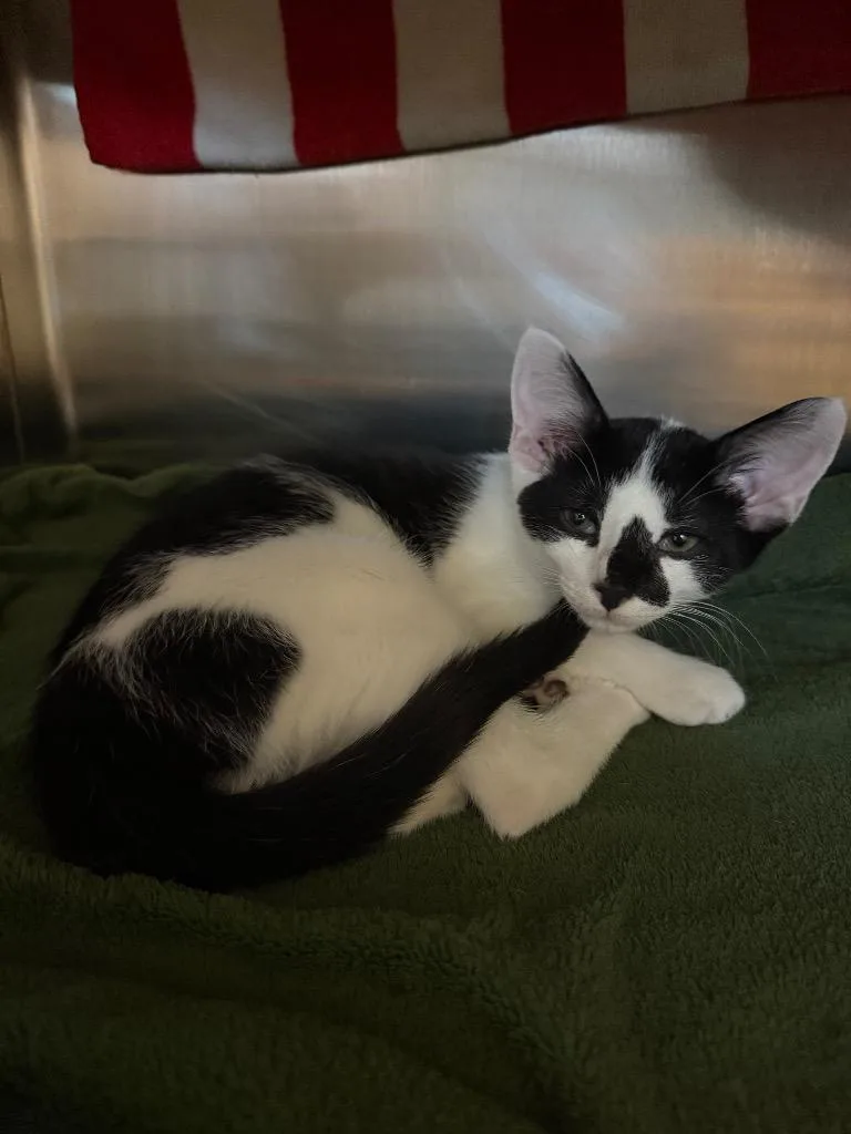 A baby small-sized male Domestic Short Hair cat named Grumpy for adoption in Hyde Park, NY