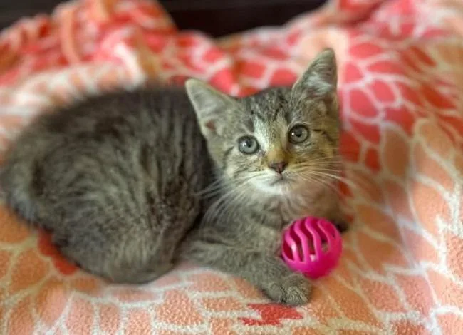 A baby small-sized female Domestic Short Hair cat named Little Caesar Pizza Pizza for adoption in Effingham, IL