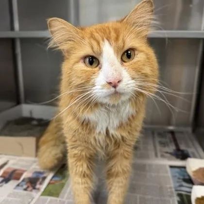 An adult medium-sized male Orange / Red Domestic Long Hair cat named Dr Pepper for adoption in Philadelphia, PA