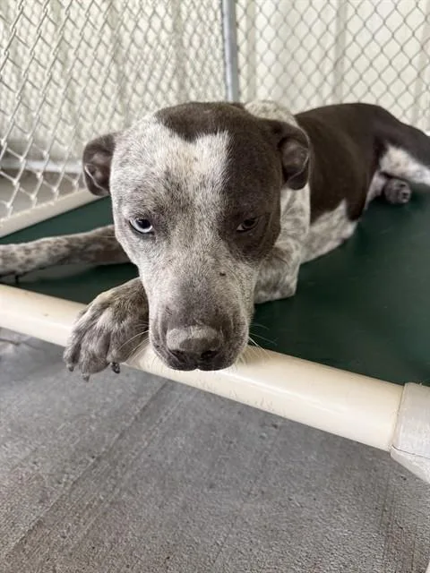 A young large-sized female Pit Bull Terrier dog named A for adoption in Conroe, TX