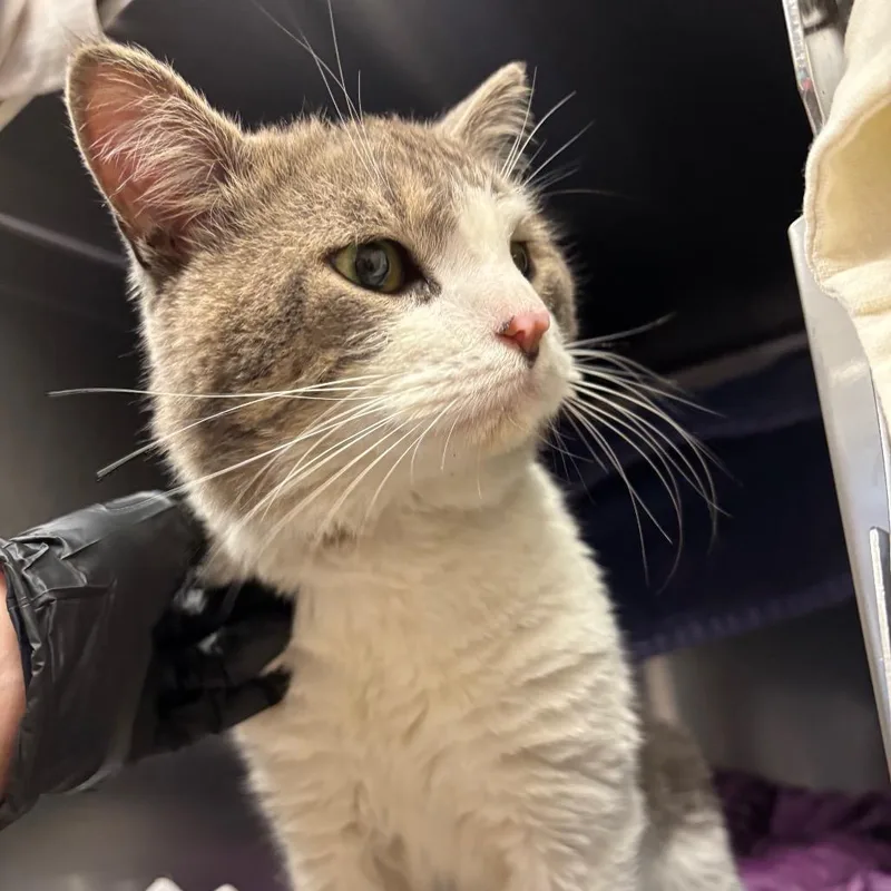 An adult small-sized male Gray / Blue / Silver Domestic Short Hair cat named Coco for adoption in Springfield, MA