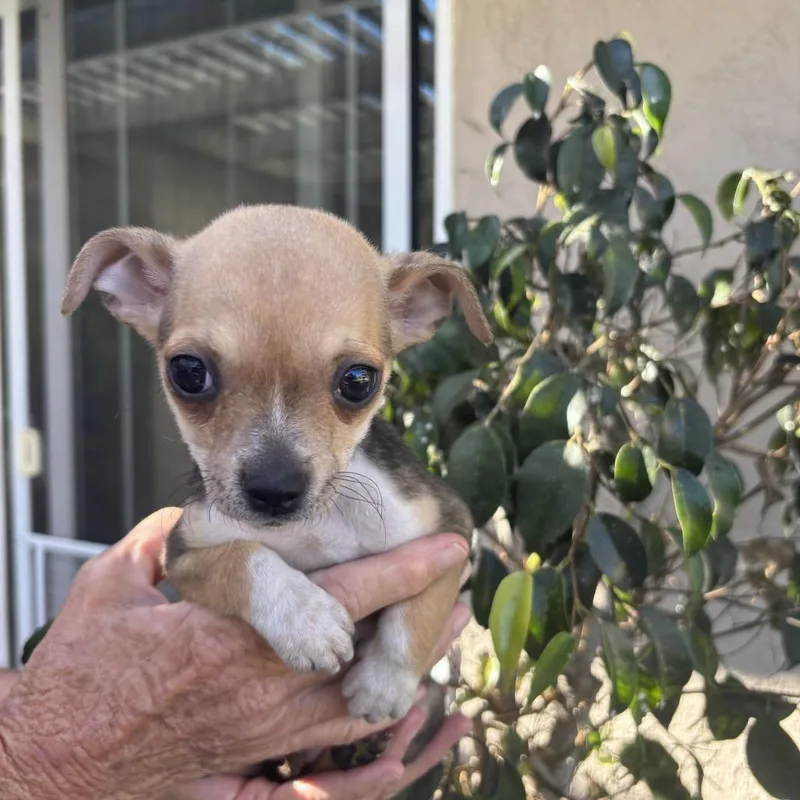 A baby small-sized female Black Chihuahua dog named Tansy for adoption in Oceanside, CA
