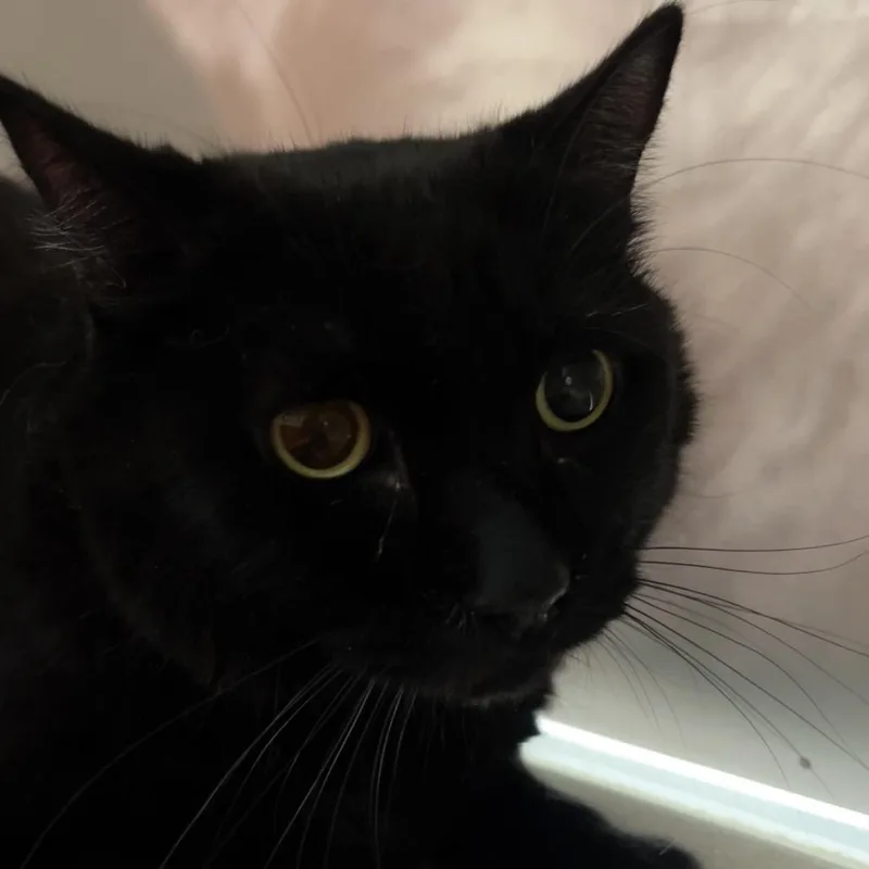 An adult medium-sized male Black Domestic Medium Hair cat named Lowkey for adoption in Reno, NV