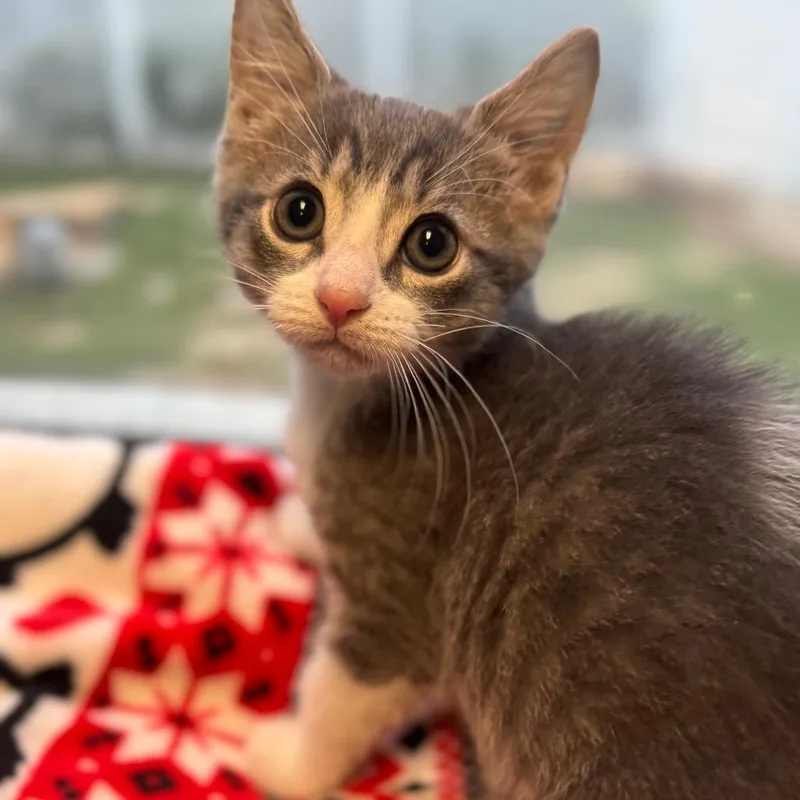 A baby small-sized male Gray / Blue / Silver Domestic Short Hair cat named Sloane for adoption in Galveston, TX
