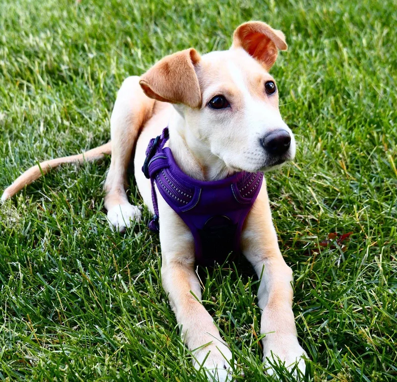 A young medium-sized male Labrador Retriever dog named Dobbie for adoption in Powell, OH