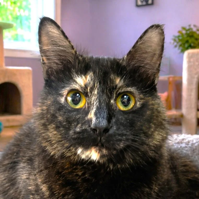Juicy Gorgeous Tortie