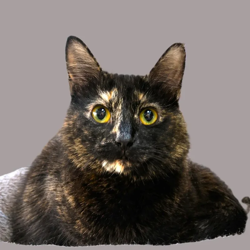 Juicy Gorgeous Tortie thumbnail 3