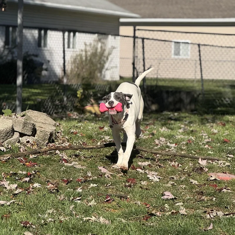 A young large-sized female Hound dog named Lexi for adoption in China Township, MI