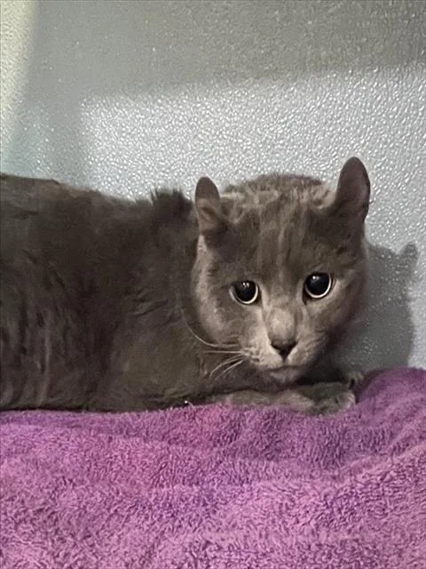 An adult small-sized female Domestic Short Hair cat named Bobby for adoption in Westminster, MD