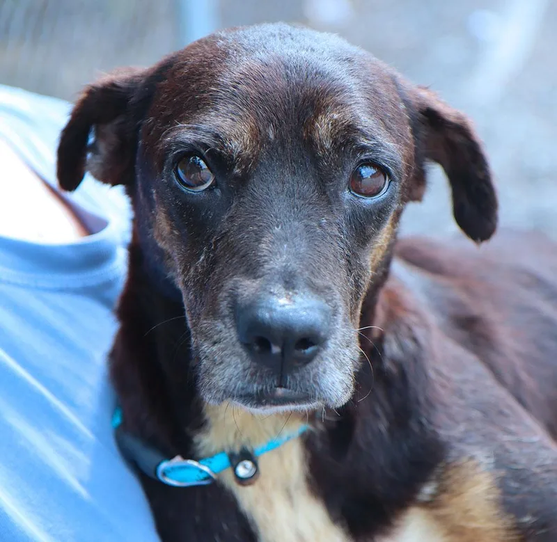 A young medium-sized female Black Terrier dog named Sapphire for adoption in Kansas City, KS