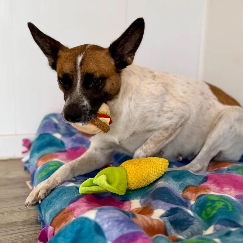 An adult medium-sized female White / Cream Mixed Breed dog named Norma for adoption in Green Bay, WI
