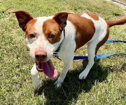 An adult large-sized female Mixed Breed dog named Dewey for adoption in Vero Beach, FL
