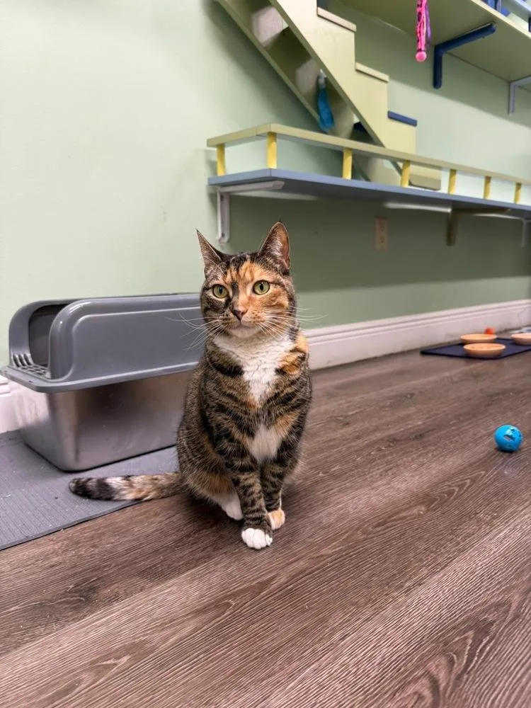 Nifty Nala thumbnail 2