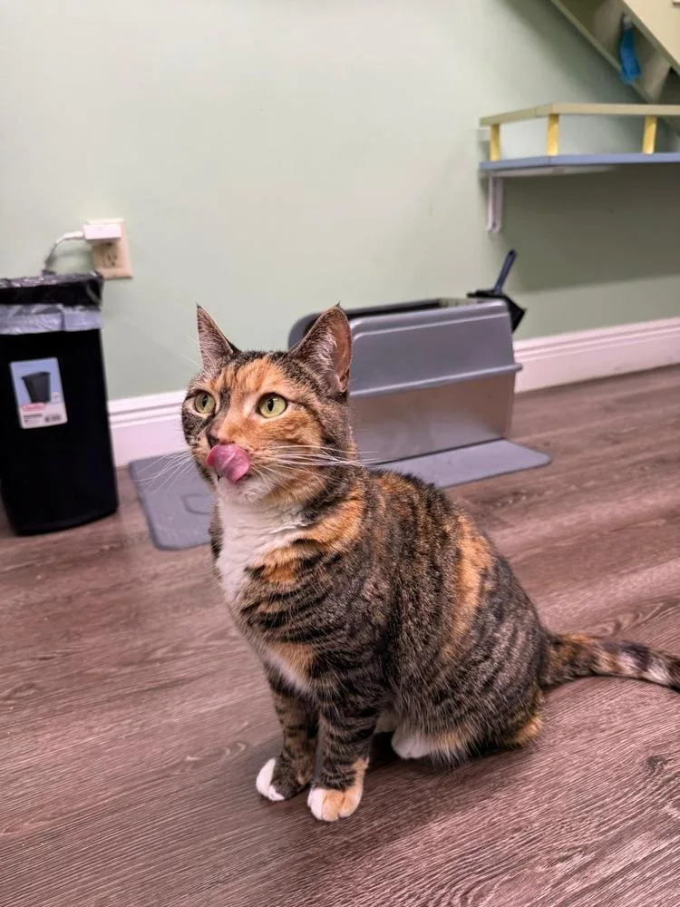 Nifty Nala thumbnail 4