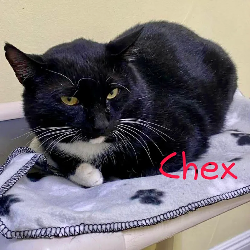 An adult medium-sized male Black & White / Tuxedo Domestic Short Hair cat named Chex for adoption in Little Falls, NY