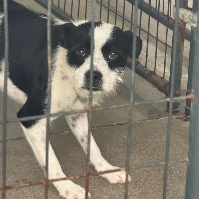 A young medium-sized male White / Cream Terrier dog named PePe for adoption in Marble, NC