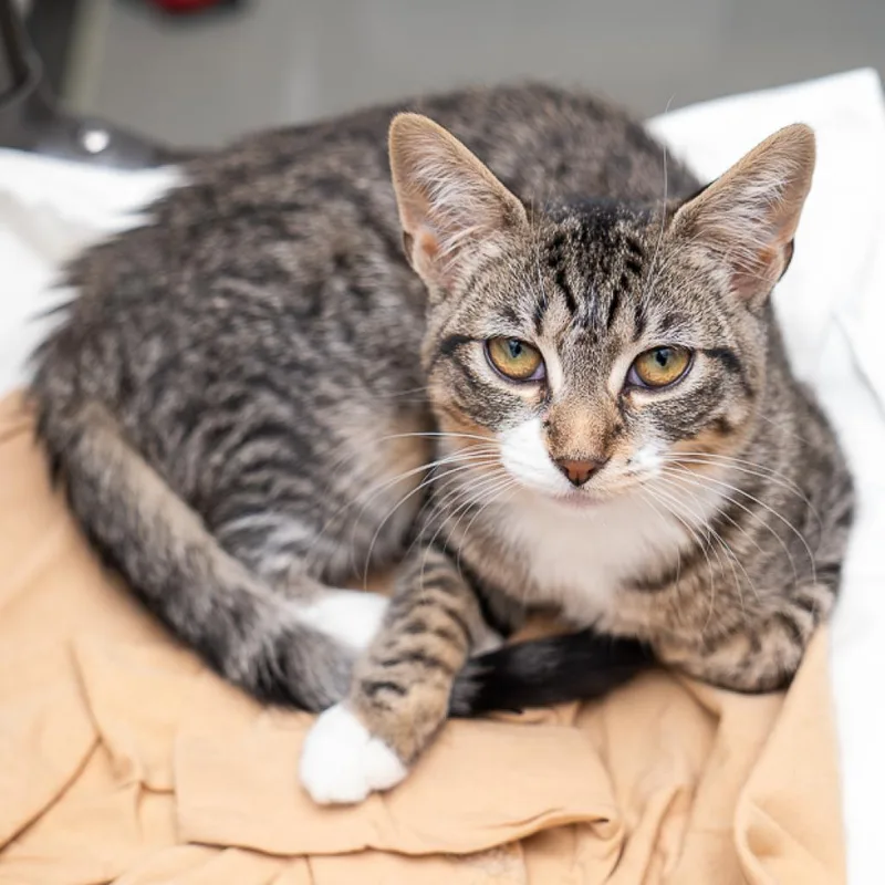 An adult medium-sized female Gray / Blue / Silver Domestic Short Hair cat named Lady Rosamund for adoption in New York, NY