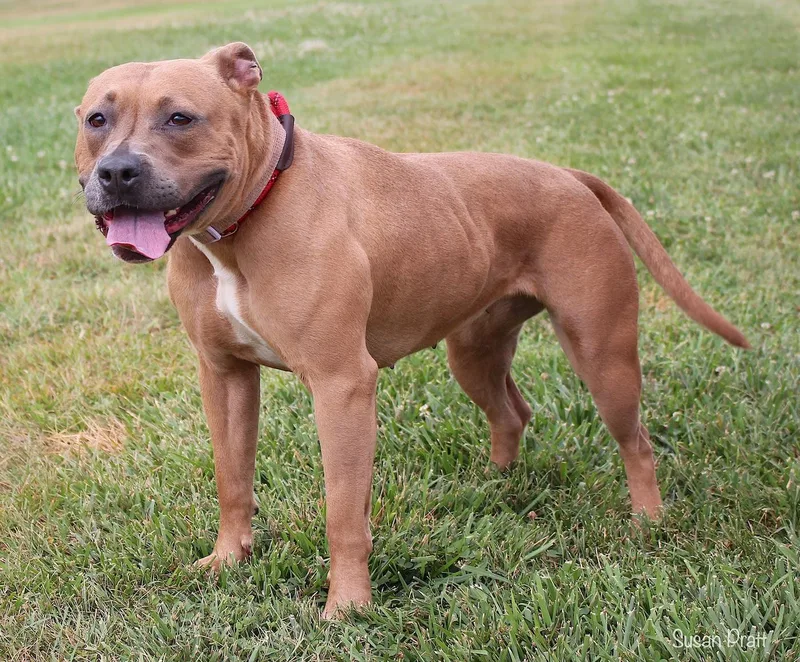 An adult medium-sized female Golden Pit Bull Terrier dog named Dolly for adoption in Bedford, VA