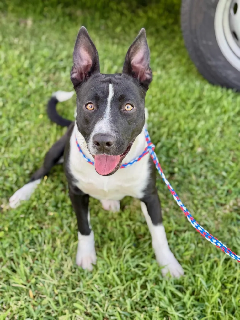 A young medium-sized female Border Collie dog named Sally for adoption in Hollister, CA