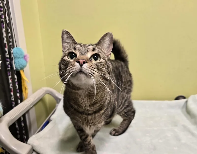 An adult large-sized male Domestic Short Hair cat named Jimmy for adoption in Dickson, TN