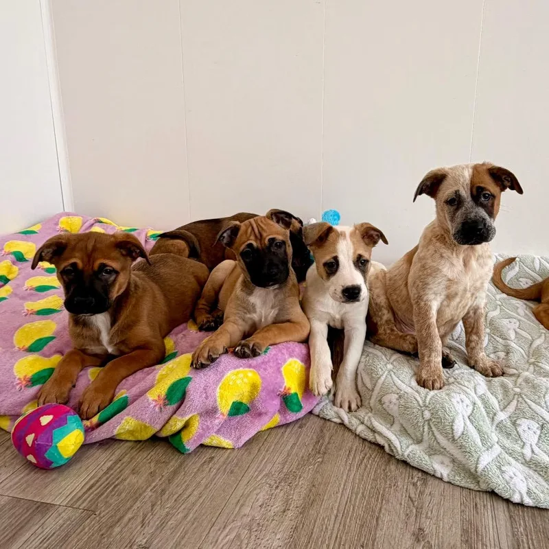 Woodruff thumbnail 4