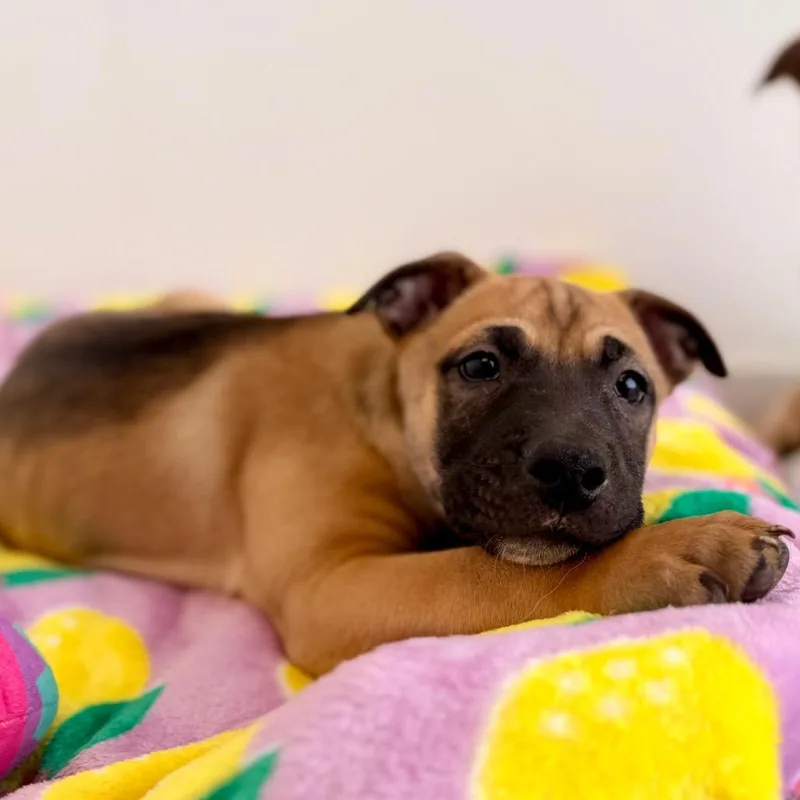 Woodruff thumbnail 6