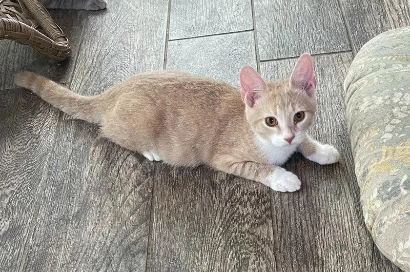 A young medium-sized male Tabby cat named Nacho for adoption in Garner, NC