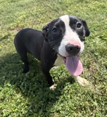 A young small-sized female Pit Bull Terrier dog named Suki for adoption in Knoxville, TN