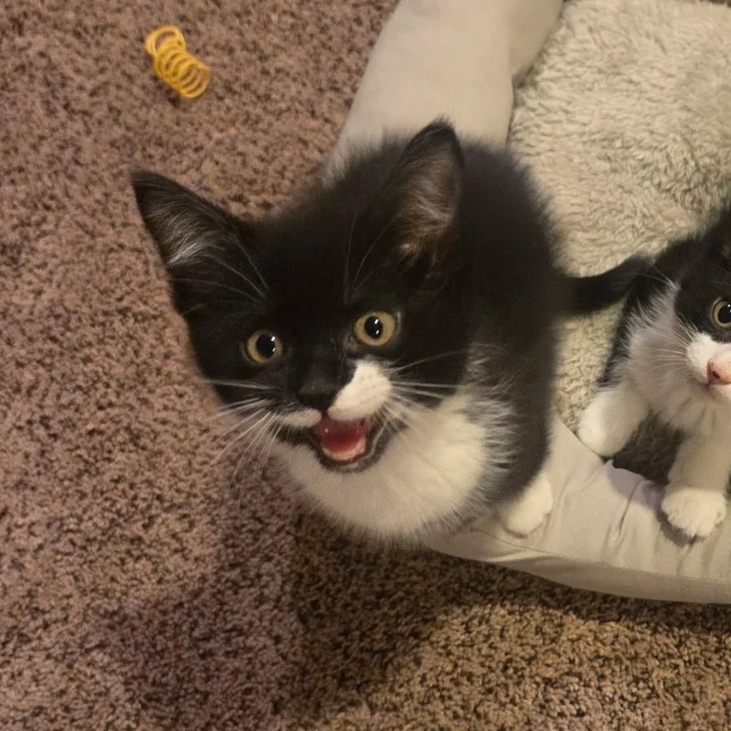 A baby medium-sized male Black & White / Tuxedo Domestic Short Hair cat named Rex for adoption in Cranford, NJ