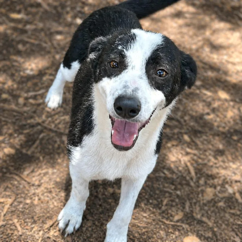 An adult small-sized female White / Cream Border Collie dog named Vanna for adoption in Boerne, TX
