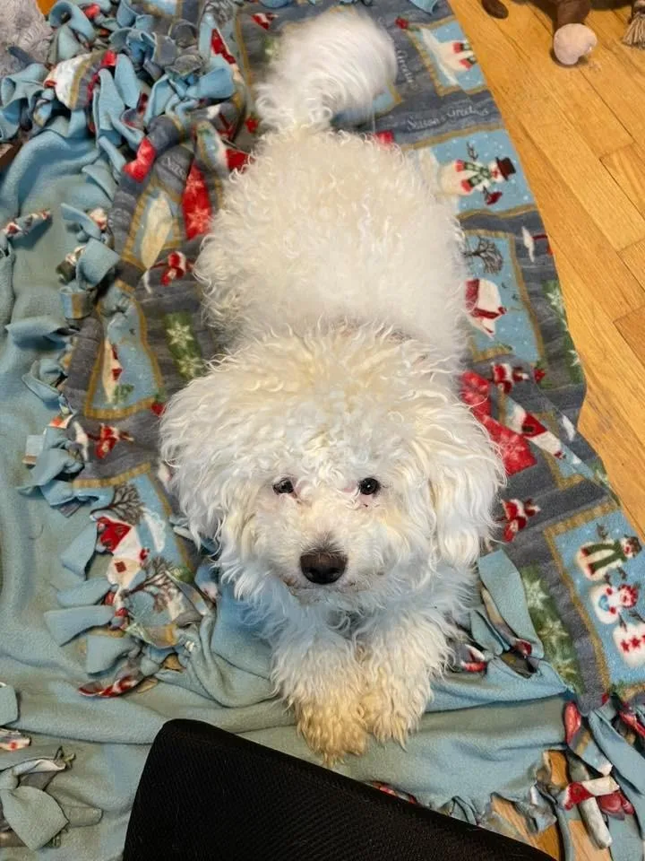 Zippity $ Miniature thumbnail 2