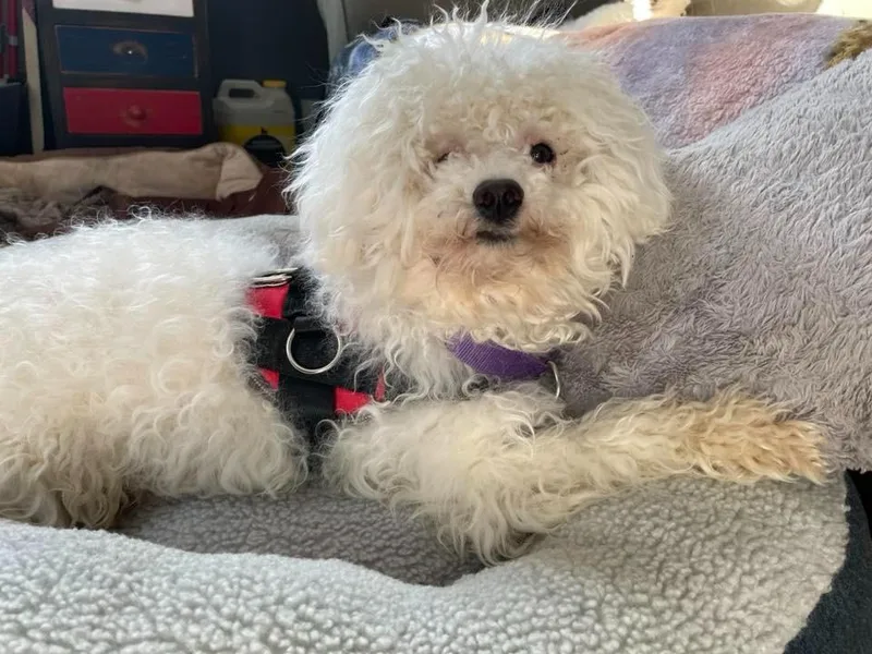 Zippity $ Miniature thumbnail 3