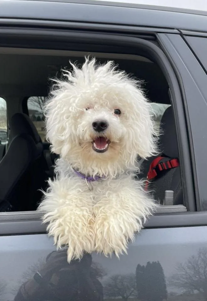 Zippity $ Miniature thumbnail 4