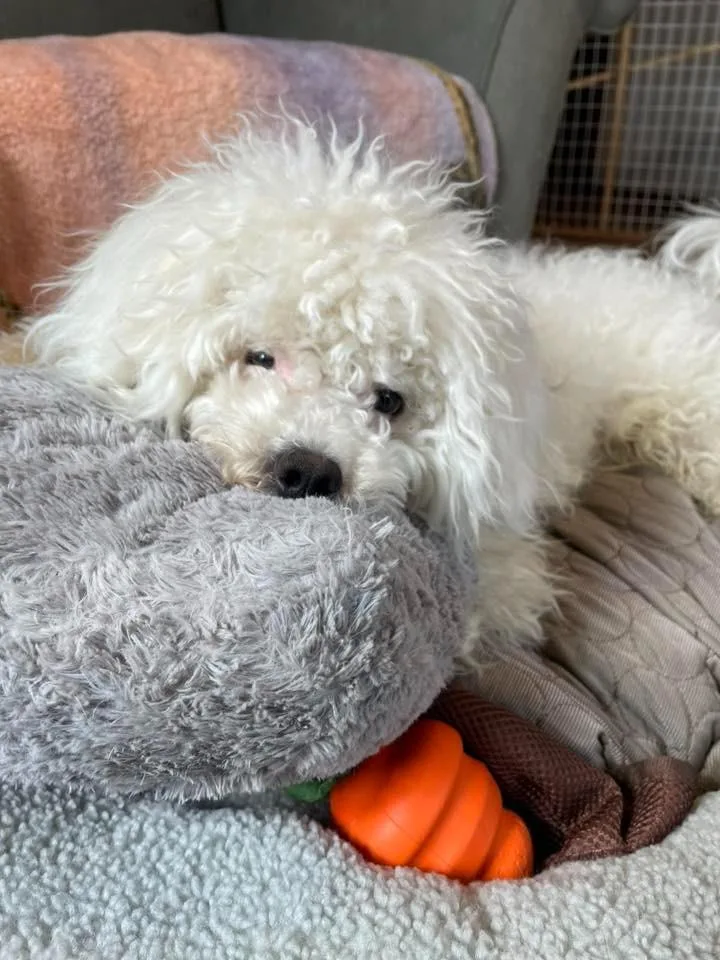 Zippity $ Miniature thumbnail 5