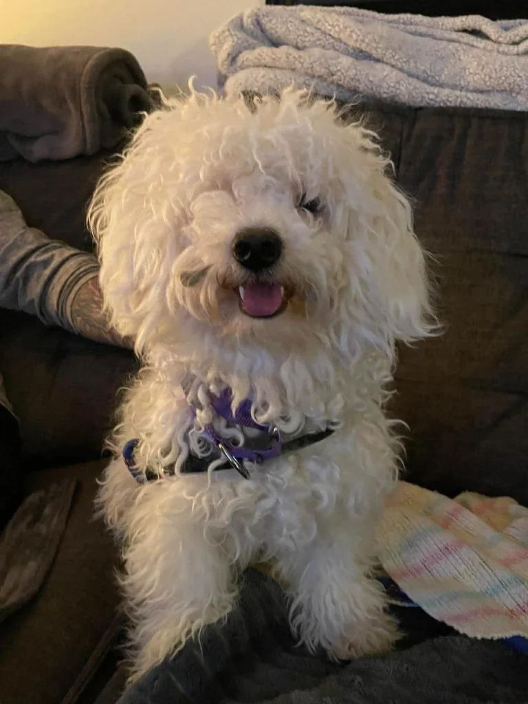 Zippity $ Miniature thumbnail 6