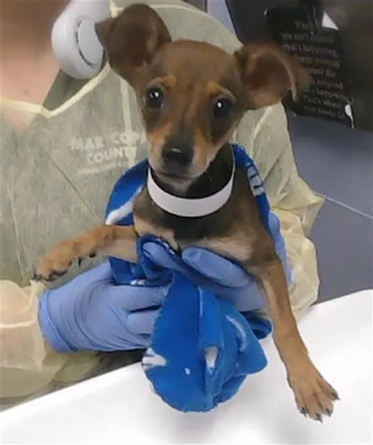 A baby small-sized female Chihuahua dog named Chicharron for adoption in Phoenix, AZ