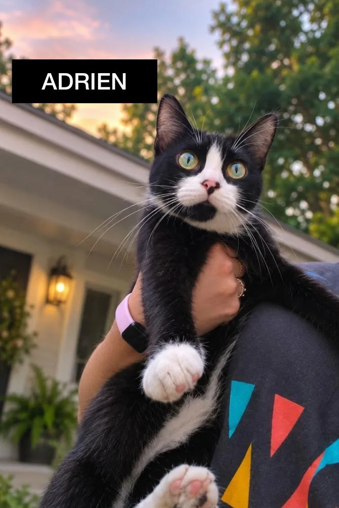 An adult medium-sized female Black & White / Tuxedo Domestic Short Hair cat named Adrian for adoption in Orlando, FL