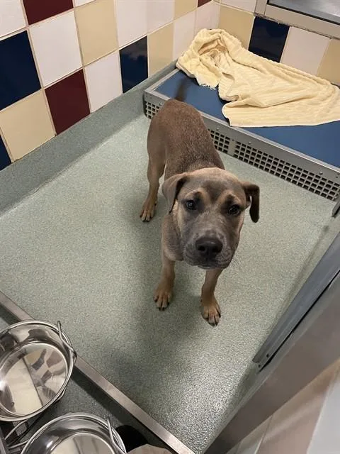 A baby medium-sized male Pit Bull Terrier dog named Chase A for adoption in Plano, TX