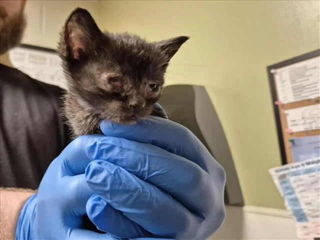 A baby small-sized male Domestic Short Hair cat named Grackle for adoption in Chapel Hill, NC
