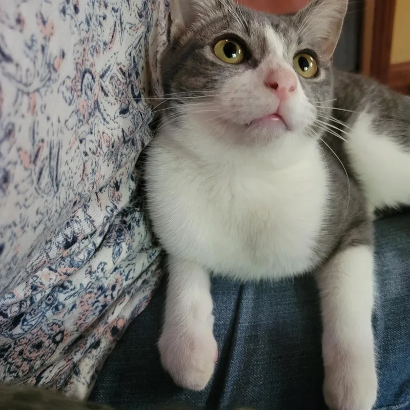 Flash Gordon thumbnail 3