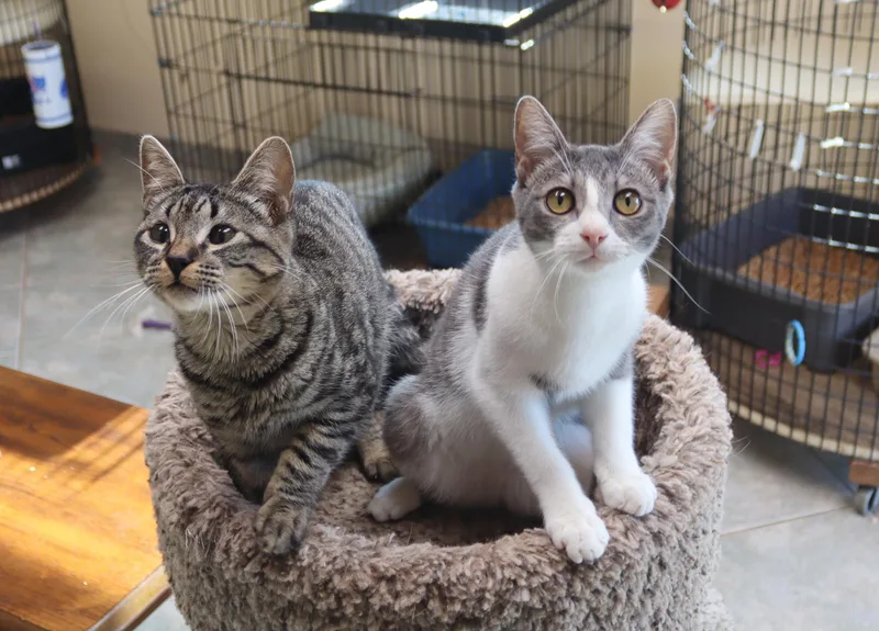 Flash Gordon thumbnail 4