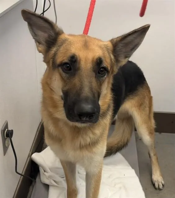 A young large-sized male German Shepherd Dog dog named Shifty for adoption in Tucson, AZ