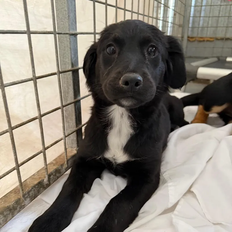 A baby small-sized female Black Mixed Breed dog named Larb for adoption in Moab, UT