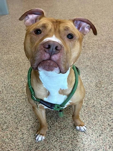 An adult large-sized male Pit Bull Terrier dog named Hooch for adoption in Springfield, MA