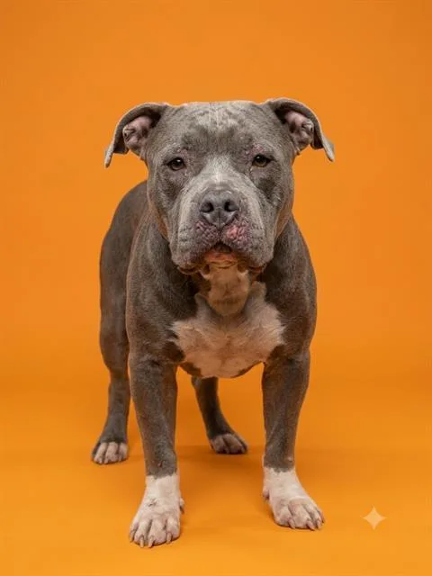 A young medium-sized female Mixed Breed dog named Queenie for adoption in Jacksonville, FL