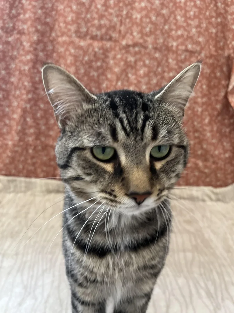 An adult medium-sized male Tabby (Tiger Striped) Domestic Short Hair cat named Stanley for adoption in Upper Sandusky, OH