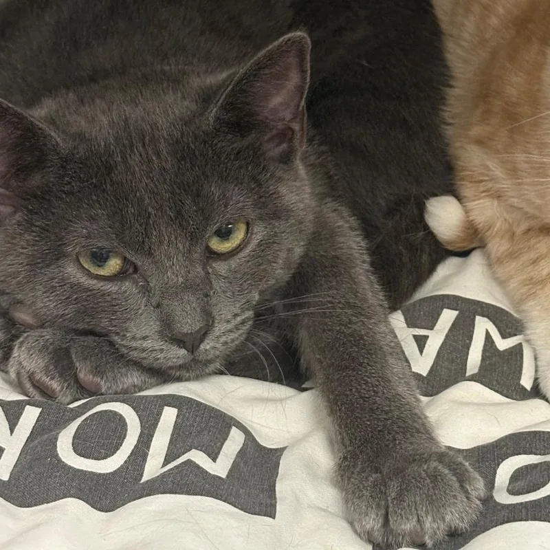 A baby small-sized female Gray / Blue / Silver Domestic Short Hair cat named Listerine for adoption in East Hanover, NJ