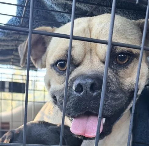 A young medium-sized male Pug dog named Scott Budman for adoption in San Martin, CA