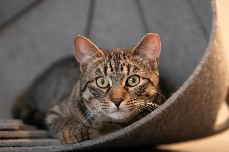 A young medium-sized male Tabby (Brown / Chocolate) Domestic Short Hair cat named Forty for adoption in New York, NY